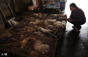 偷狗贼被判死刑:用毒针偷狗-警犬训练器材厂家 _警犬训练用品_工作犬训练用品-南京开久警犬装备