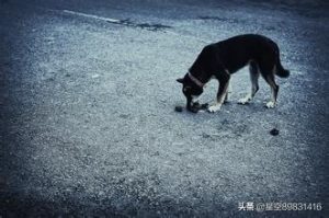 为什么狗狗喜欢 *** (为什么狗狗喜欢 *** 戍)-警犬训练器材厂家 _警犬训练用品_工作犬训练用品-南京开久警犬装备