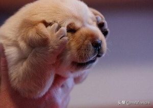 狗狗能吃巧克力吗(狗狗能吃巧克力吗蚂蚁)-警犬训练器材厂家 _警犬训练用品_工作犬训练用品-南京开久警犬装备