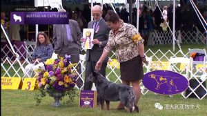 美国西敏寺犬展(美国西敏寺犬展比熊)-警犬训练器材厂家 _警犬训练用品_工作犬训练用品-南京开久警犬装备