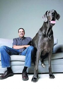 世界名犬排名前100(世界名犬排名前100图拉布拉多犬)-警犬训练器材厂家 _警犬训练用品_工作犬训练用品-南京开久警犬装备