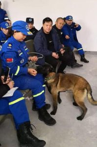 民间收救犬-警犬训练器材厂家 _警犬训练用品_工作犬训练用品-南京开久警犬装备