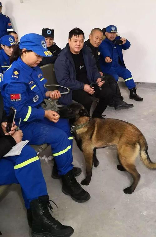 民间收救犬 - 警犬训练器材厂家 _警犬训练用品_工作犬训练用品-南京开久警犬装备-警犬训练器材厂家 _警犬训练用品_工作犬训练用品-南京开久警犬装备