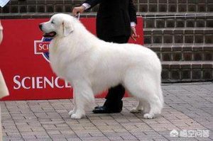 猎犬品种(外国猎犬品种 *** 大全)-警犬训练器材厂家 _警犬训练用品_工作犬训练用品-南京开久警犬装备