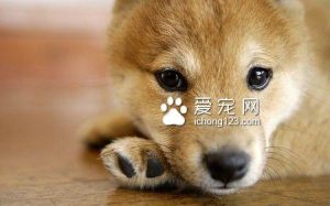 【安贝全价小型犬通用犬粮】-警犬训练器材厂家 _警犬训练用品_工作犬训练用品-南京开久警犬装备