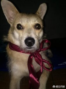 可爱小狗狗(最可爱的宠物狗)-警犬训练器材厂家 _警犬训练用品_工作犬训练用品-南京开久警犬装备