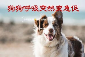 狗喘气急促怎么回事(小狗狗喘气急促怎么回事)-警犬训练器材厂家 _警犬训练用品_工作犬训练用品-南京开久警犬装备