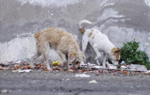 板凳狗长啥样(纯种板凳狗到底长啥样)-警犬训练器材厂家 _警犬训练用品_工作犬训练用品-南京开久警犬装备