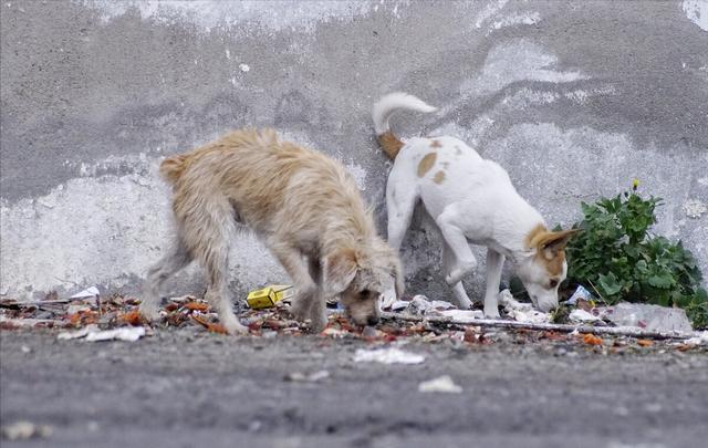 板凳狗长啥样(纯种板凳狗到底长啥样) - 警犬训练器材厂家 _警犬训练用品_工作犬训练用品-南京开久警犬装备-警犬训练器材厂家 _警犬训练用品_工作犬训练用品-南京开久警犬装备