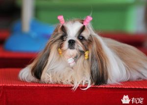 纯种西施犬价格(西施犬的价格)-警犬训练器材厂家 _警犬训练用品_工作犬训练用品-南京开久警犬装备