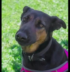 被狗狗干醒了萌宠-警犬训练器材厂家 _警犬训练用品_工作犬训练用品-南京开久警犬装备