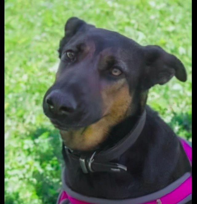 被狗狗干醒了萌宠 - 警犬训练器材厂家 _警犬训练用品_工作犬训练用品-南京开久警犬装备-警犬训练器材厂家 _警犬训练用品_工作犬训练用品-南京开久警犬装备