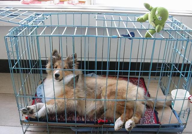 狗狗长出来的毛又粗又硬怎么办 - 警犬训练器材厂家 _警犬训练用品_工作犬训练用品-南京开久警犬装备-警犬训练器材厂家 _警犬训练用品_工作犬训练用品-南京开久警犬装备