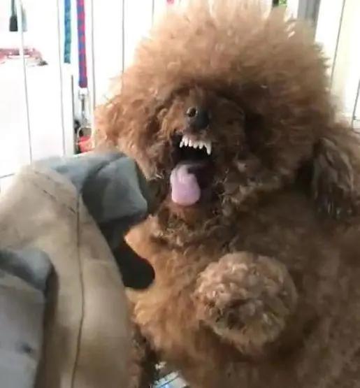 有哪些梗类犬(梗类犬有哪些特征) - 警犬训练器材厂家 _警犬训练用品_工作犬训练用品-南京开久警犬装备-警犬训练器材厂家 _警犬训练用品_工作犬训练用品-南京开久警犬装备