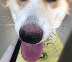 小狗的鼻子干燥正常吗(小狗鼻子很干燥怎么办)-警犬训练器材厂家 _警犬训练用品_工作犬训练用品-南京开久警犬装备