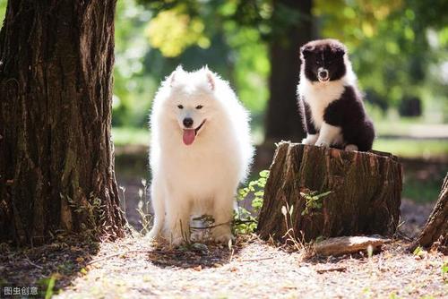 狗有哪些特性和特点(马有哪些特性和特点) - 警犬训练器材厂家 _警犬训练用品_工作犬训练用品-南京开久警犬装备-警犬训练器材厂家 _警犬训练用品_工作犬训练用品-南京开久警犬装备