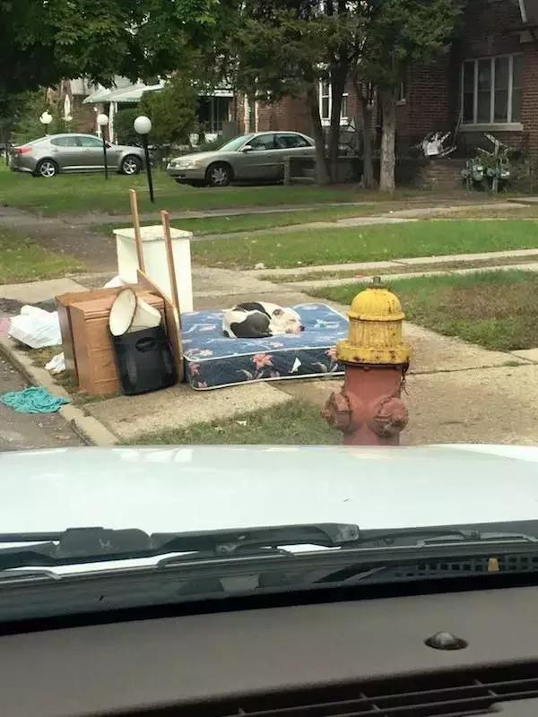 思念里的流浪狗_思念里的流浪狗经典语录 - 警犬训练器材厂家 _警犬训练用品_工作犬训练用品-南京开久警犬装备-警犬训练器材厂家 _警犬训练用品_工作犬训练用品-南京开久警犬装备