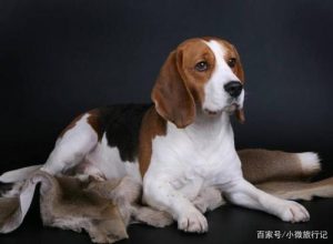 猎兔犬排名(猎兔犬多少钱一只)-警犬训练器材厂家 _警犬训练用品_工作犬训练用品-南京开久警犬装备