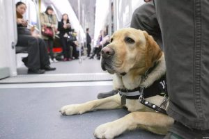 导盲犬乘公交被拒(导盲犬被拒绝上公交)-警犬训练器材厂家 _警犬训练用品_工作犬训练用品-南京开久警犬装备