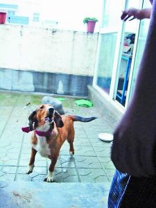 狗叫扰民(狗叫扰民怎么办)-警犬训练器材厂家 _警犬训练用品_工作犬训练用品-南京开久警犬装备