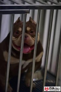 鞍山正规犬舍(鞍山黄金彼岸犬舍)-警犬训练器材厂家 _警犬训练用品_工作犬训练用品-南京开久警犬装备