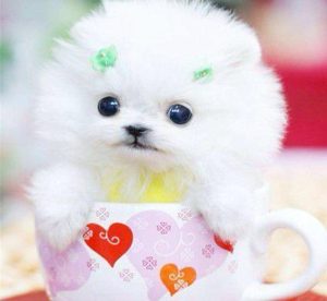 约克夏茶杯犬(约克夏茶杯犬)-警犬训练器材厂家 _警犬训练用品_工作犬训练用品-南京开久警犬装备