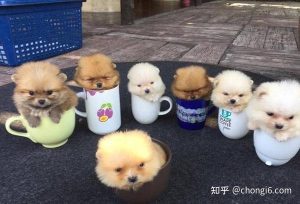 茶杯狗好养活吗(茶杯犬容易养活吗)-警犬训练器材厂家 _警犬训练用品_工作犬训练用品-南京开久警犬装备