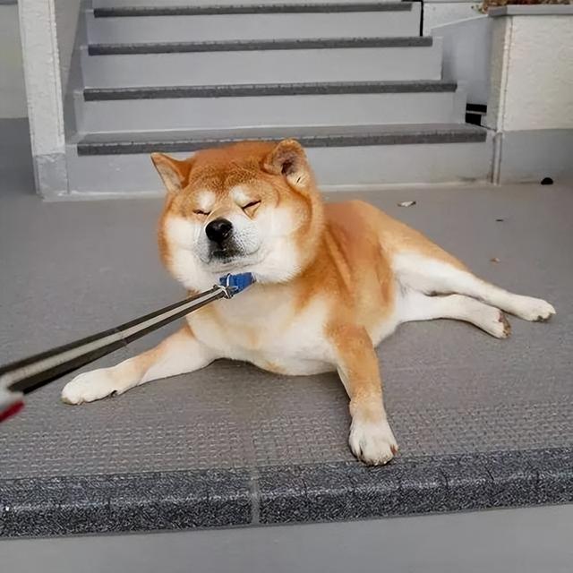 名犬价格(名犬价格排行榜) - 警犬训练器材厂家 _警犬训练用品_工作犬训练用品-南京开久警犬装备-警犬训练器材厂家 _警犬训练用品_工作犬训练用品-南京开久警犬装备