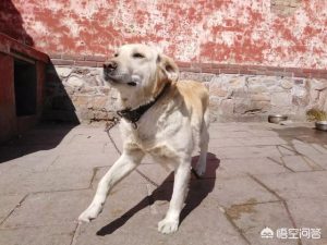 小狗拉屎带血怎么回事？幼犬拉屎带血怎么回事-警犬训练器材厂家 _警犬训练用品_工作犬训练用品-南京开久警犬装备