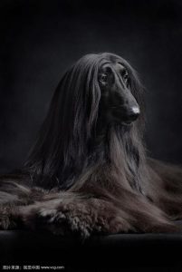 黑色阿富汗猎犬(黑色阿富汗猎犬 *** )-警犬训练器材厂家 _警犬训练用品_工作犬训练用品-南京开久警犬装备