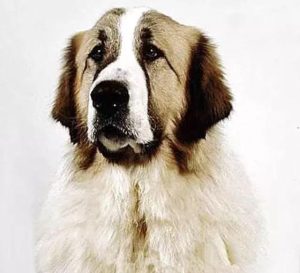 短毛大型犬(短毛小型犬)-警犬训练器材厂家 _警犬训练用品_工作犬训练用品-南京开久警犬装备