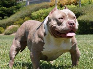 世界上十大禁犬(世界上十大凶猛犬)-警犬训练器材厂家 _警犬训练用品_工作犬训练用品-南京开久警犬装备