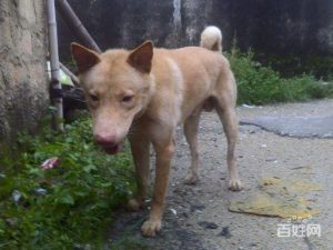 潮汕五赤金钱尾土狗出售-警犬训练器材厂家 _警犬训练用品_工作犬训练用品-南京开久警犬装备
