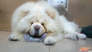 纯种松狮犬多少钱一只(白松狮犬多少钱一只)-警犬训练器材厂家 _警犬训练用品_工作犬训练用品-南京开久警犬装备