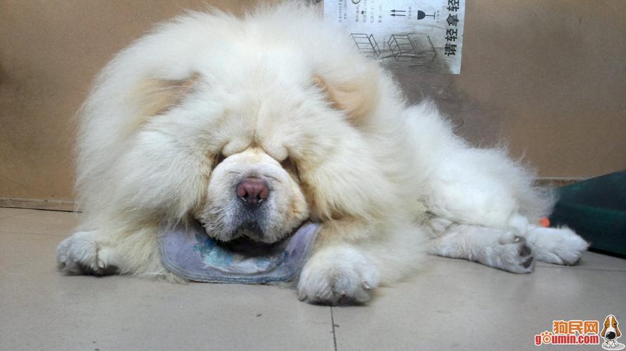 纯种松狮犬多少钱一只(白松狮犬多少钱一只) - 警犬训练器材厂家 _警犬训练用品_工作犬训练用品-南京开久警犬装备-警犬训练器材厂家 _警犬训练用品_工作犬训练用品-南京开久警犬装备