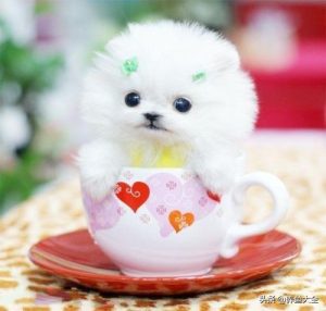 泰迪狗多少钱一只(泰迪狗最便宜多少钱一只)-警犬训练器材厂家 _警犬训练用品_工作犬训练用品-南京开久警犬装备