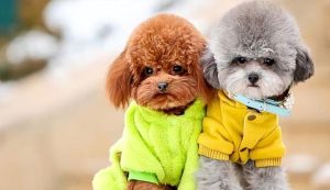 世界上最聪明的狗 世界上最聪明的狗是谁排名第一-警犬训练器材厂家 _警犬训练用品_工作犬训练用品-南京开久警犬装备