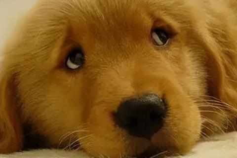 什么是狗狗分离忧郁症成犬饲养 - 警犬训练器材厂家 _警犬训练用品_工作犬训练用品-南京开久警犬装备-警犬训练器材厂家 _警犬训练用品_工作犬训练用品-南京开久警犬装备