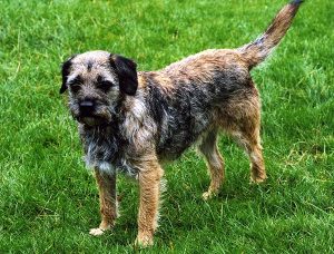 博得猎狐犬(博得猎狐犬的目是)-警犬训练器材厂家 _警犬训练用品_工作犬训练用品-南京开久警犬装备