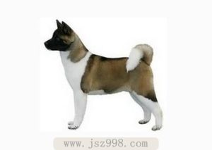 秋田犬的性格介绍(长毛秋田犬性格和缺点)-警犬训练器材厂家 _警犬训练用品_工作犬训练用品-南京开久警犬装备