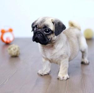 哈巴狗价格(哈巴狗价格大概多少钱一只)-警犬训练器材厂家 _警犬训练用品_工作犬训练用品-南京开久警犬装备