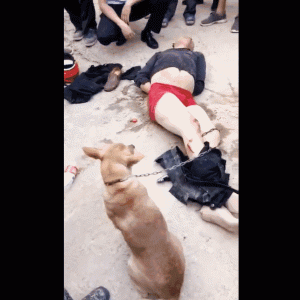 广西偷狗贼(广西偷狗贼被暴打 *** )-警犬训练器材厂家 _警犬训练用品_工作犬训练用品-南京开久警犬装备