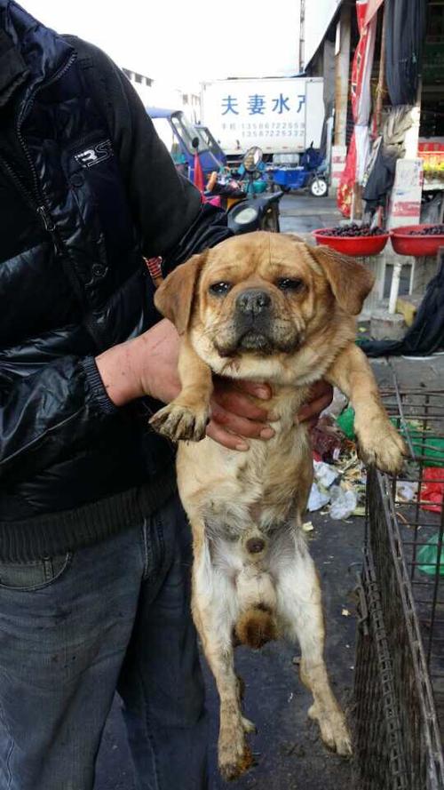自制毒哑狗狗的药 - 警犬训练器材厂家 _警犬训练用品_工作犬训练用品-南京开久警犬装备-警犬训练器材厂家 _警犬训练用品_工作犬训练用品-南京开久警犬装备