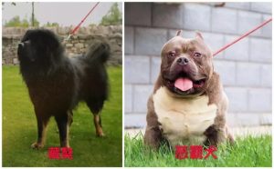 魏玛犬和维兹拉犬(匈牙利国犬维兹拉犬)-警犬训练器材厂家 _警犬训练用品_工作犬训练用品-南京开久警犬装备