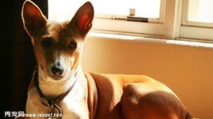 巴辛吉犬体态特征和价格及饲养 ***-警犬训练器材厂家 _警犬训练用品_工作犬训练用品-南京开久警犬装备