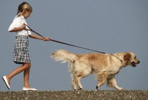 如何让狗迅速喜欢你(如何让猫迅速喜欢你)-警犬训练器材厂家 _警犬训练用品_工作犬训练用品-南京开久警犬装备