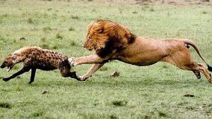 为什么鬣狗不攻击雄狮睾丸？鬣狗为什么怕雄狮-警犬训练器材厂家 _警犬训练用品_工作犬训练用品-南京开久警犬装备