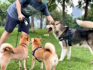狗狗没有社交可以吗-警犬训练器材厂家 _警犬训练用品_工作犬训练用品-南京开久警犬装备