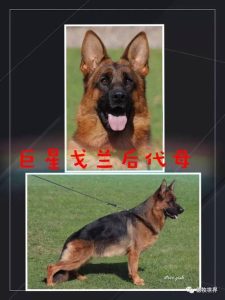 国内正规犬舍排名(国内马 *** 舍排名)-警犬训练器材厂家 _警犬训练用品_工作犬训练用品-南京开久警犬装备