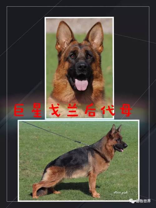 国内正规犬舍排名(国内马 *** 舍排名) - 警犬训练器材厂家 _警犬训练用品_工作犬训练用品-南京开久警犬装备-警犬训练器材厂家 _警犬训练用品_工作犬训练用品-南京开久警犬装备